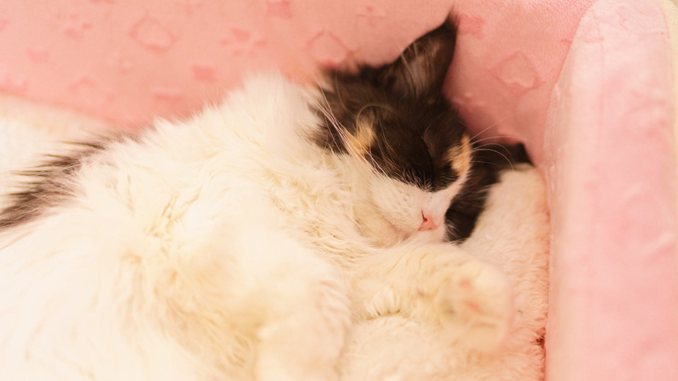 写真：猫がソファの隅で寝ている