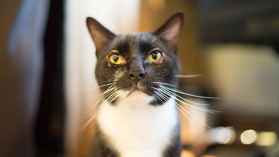 写真：カメラの方向を向く猫の顔