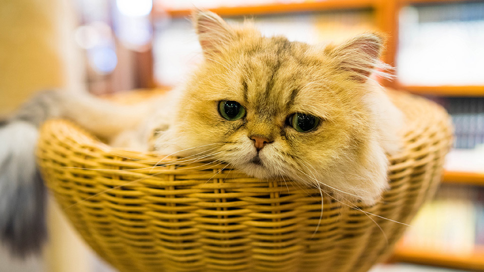 写真：カゴに入っている猫